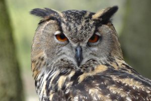 关于八字中“枭神夺食”组合的研究报告