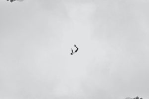 李易锋事件的八字命理研究